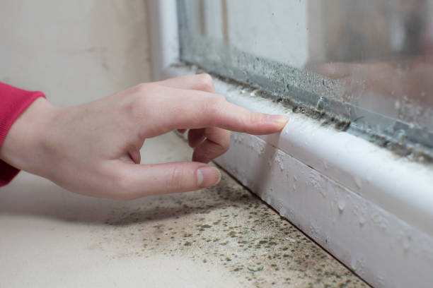 Best Residential Mold Inspection & Testing  in Burkesville, KY