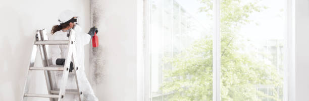Best Mold Removal for HVAC Installations  in Burkesville, KY